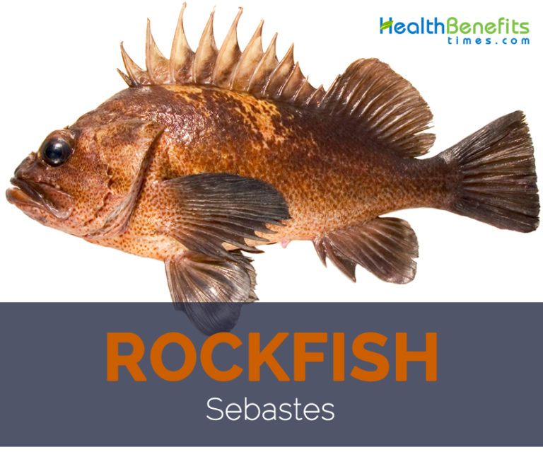 Rockfish facts and health benefits