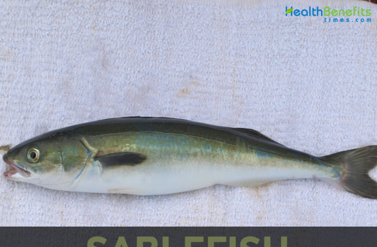 sable fish