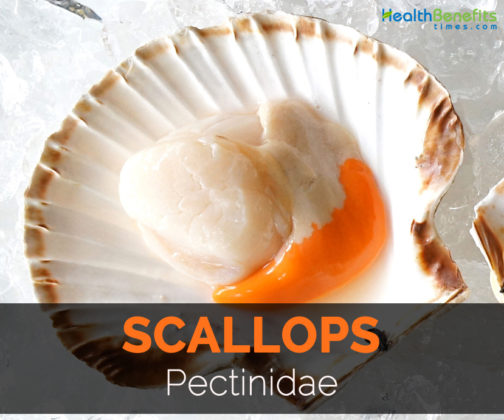 Scallops Facts, Health Benefits and Nutritional Value