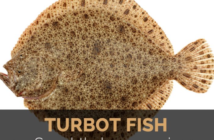 Turbot - Wikipedia