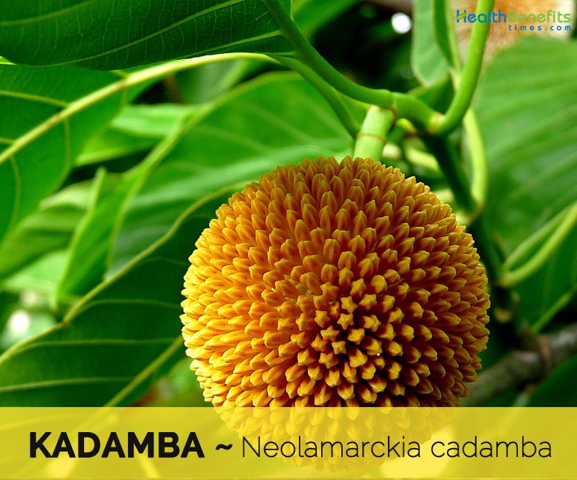 Kadamba Facts And Health Benefits