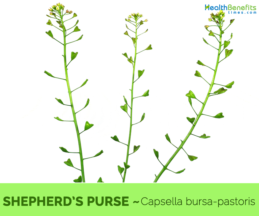 Shepherd s purse capsella bursa-pastoris Vector Image