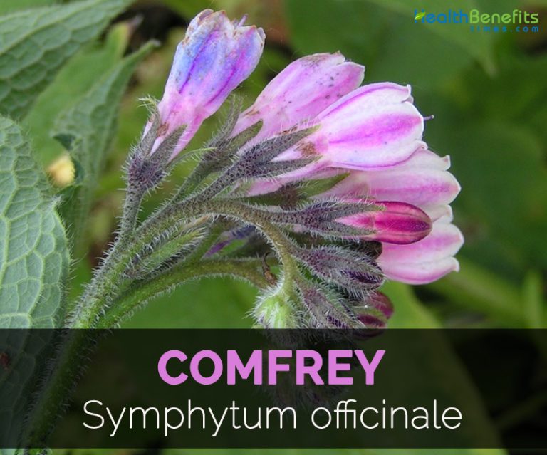 Comfrey Facts and Health Benefits