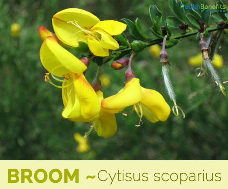 Broom facts and health benefits