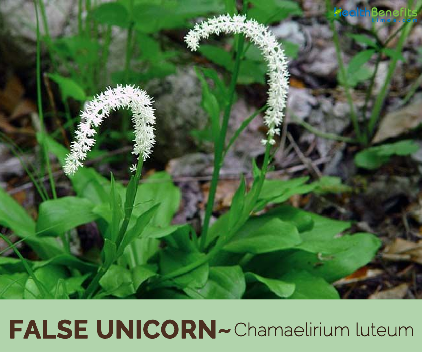 False Unicorn Facts And Health Benefits