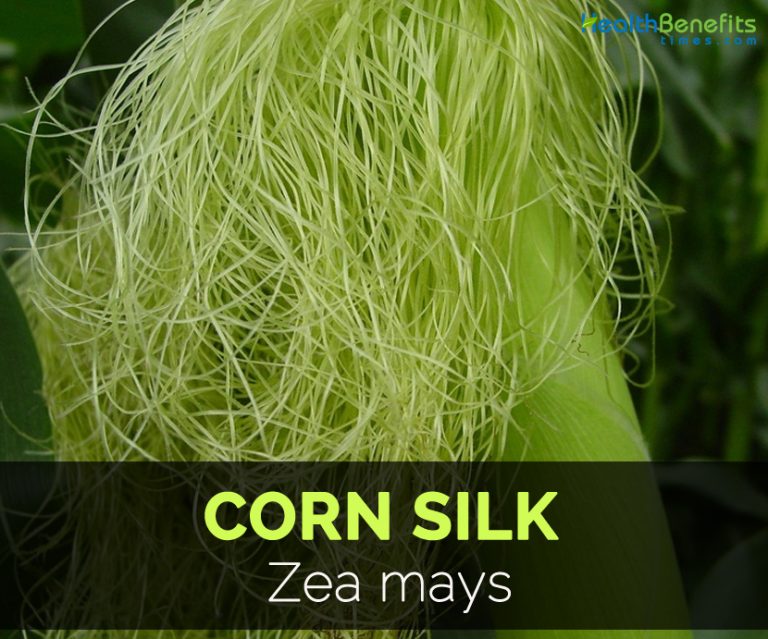 Corn Silk Facts And Health Benefits 4007