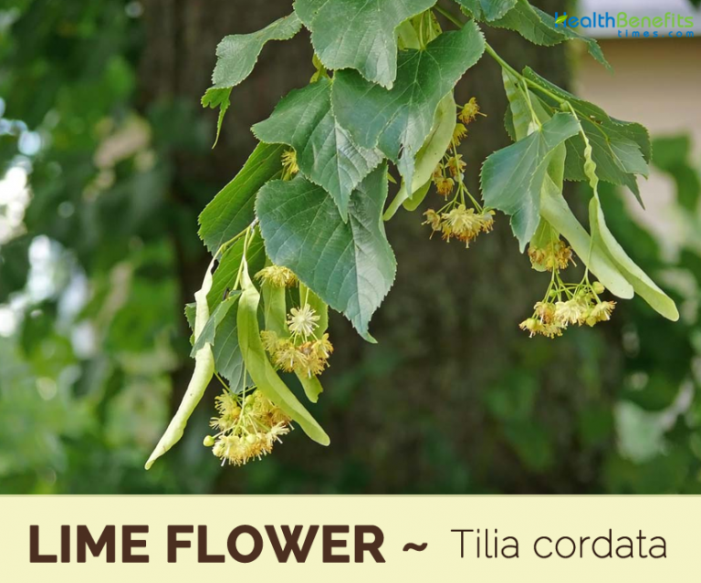 lime-flower-facts-and-health-benefits