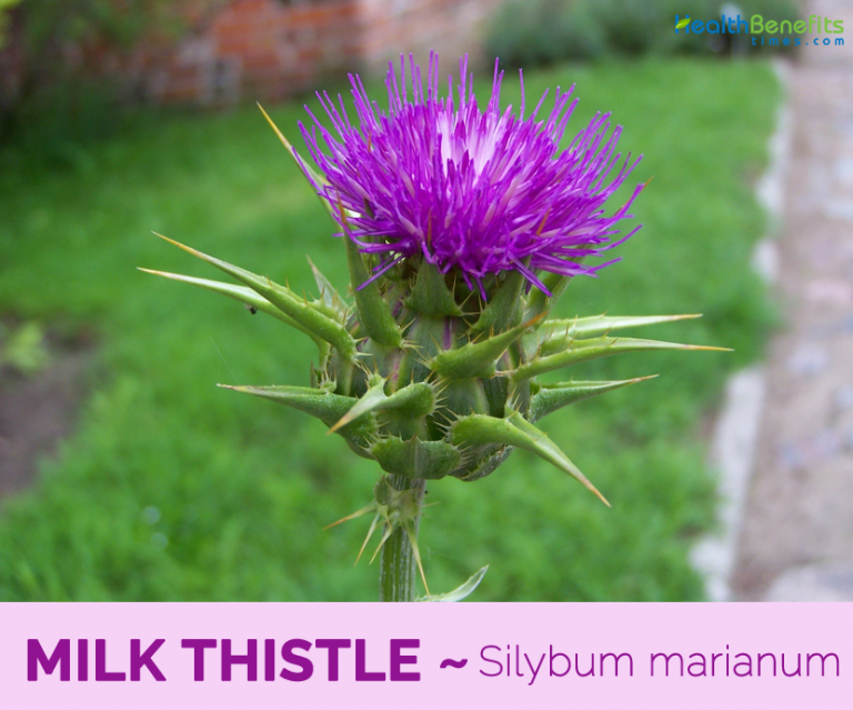 Milk Thistle facts and health benefits