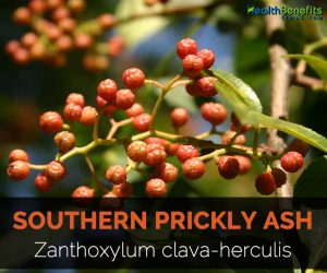 Southern Prickly Ash Health Benefits & Nutritional Value