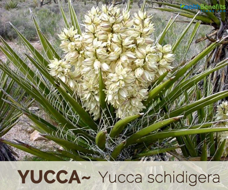 Yucca Facts And Health Benefits