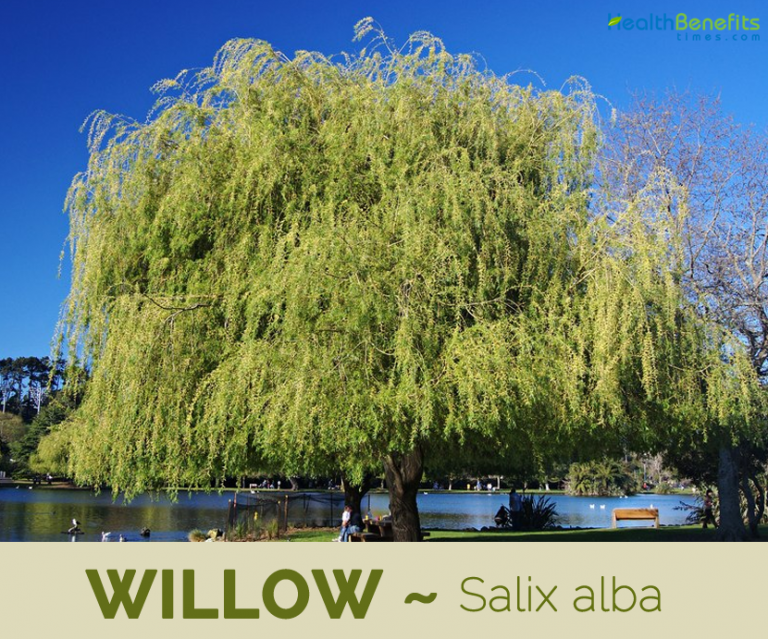 willow-facts-and-health-benefits