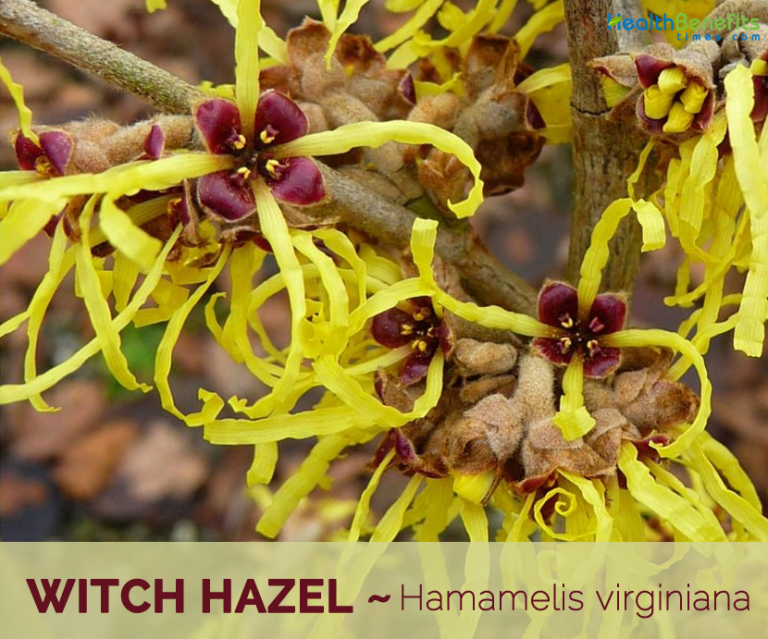 witch-hazel-facts-and-health-benefits