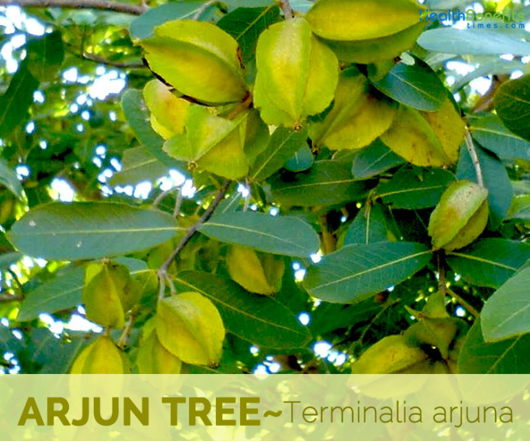 arjun-tree-facts-and-health-benefits