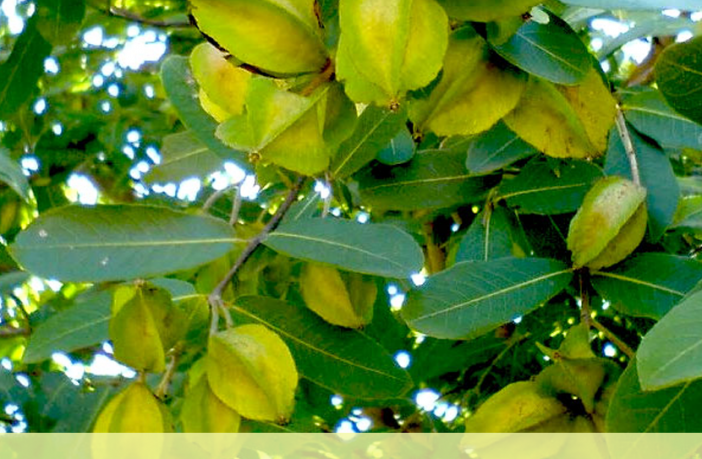 Arjun Tree Facts And Health Benefits