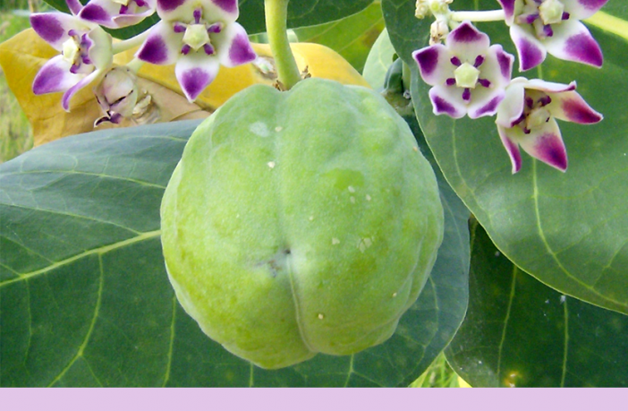 12+ Apple Tree Leaf Scientific Name Pics