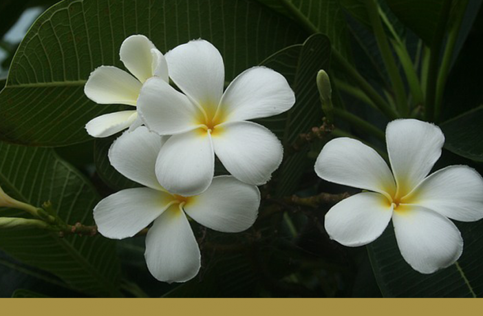 Singapore Plumeria Facts And Health Benefits