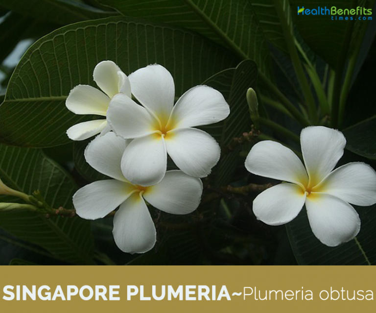 Singapore Plumeria facts and health benefits