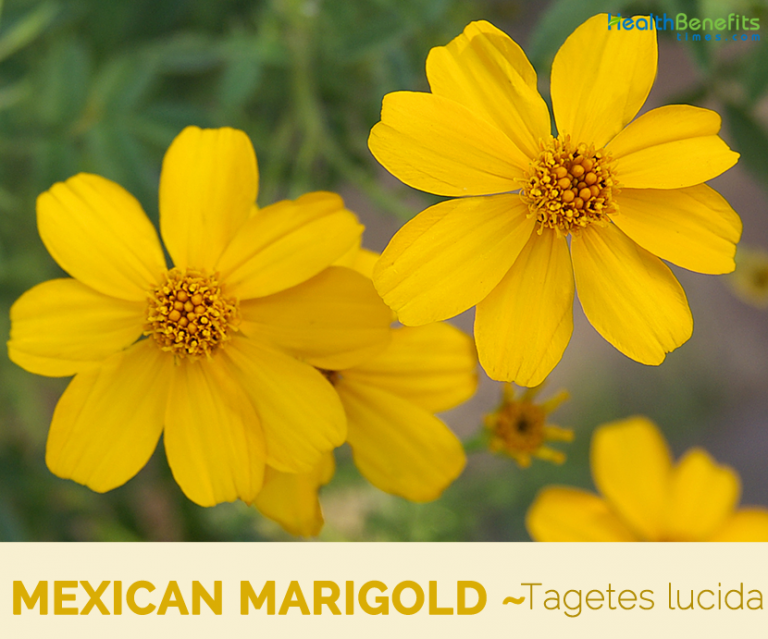 marigold-flower-uses-and-benefits