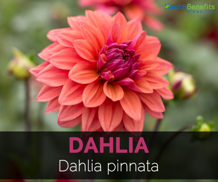 Dahlia Facts and Medicinal uses