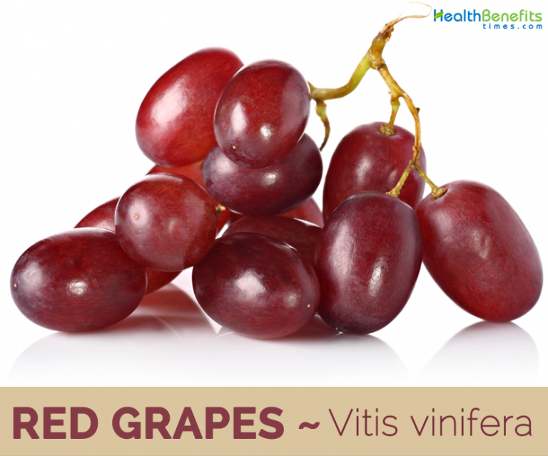 Red grapes facts and health benefits