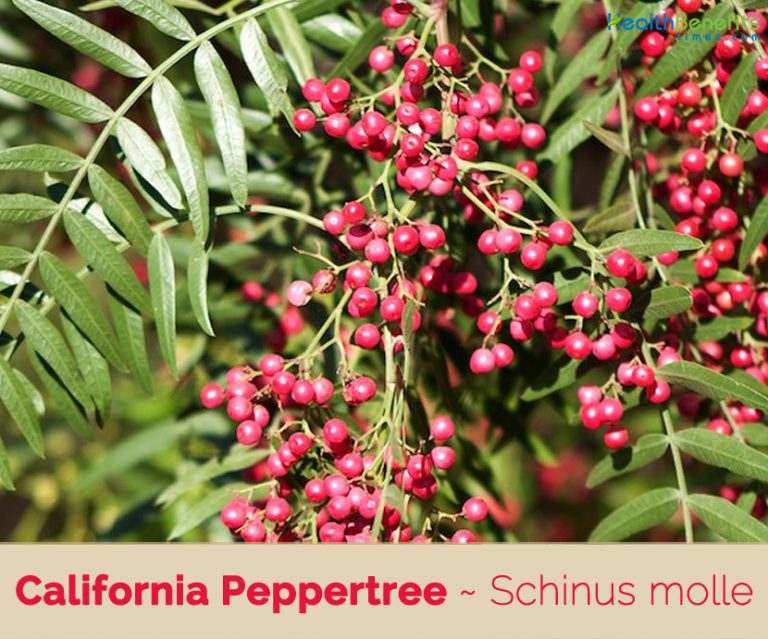 california-peppertree-facts-and-health-benefits