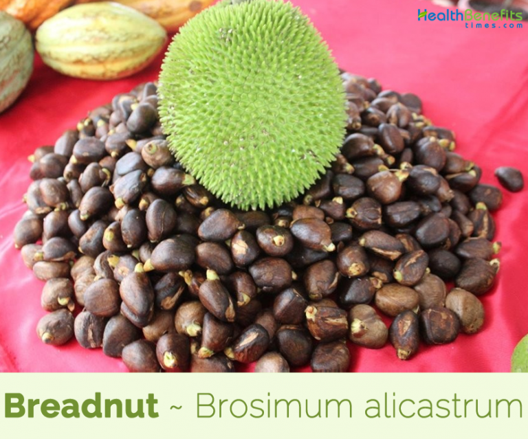 Breadnut facts and health benefits