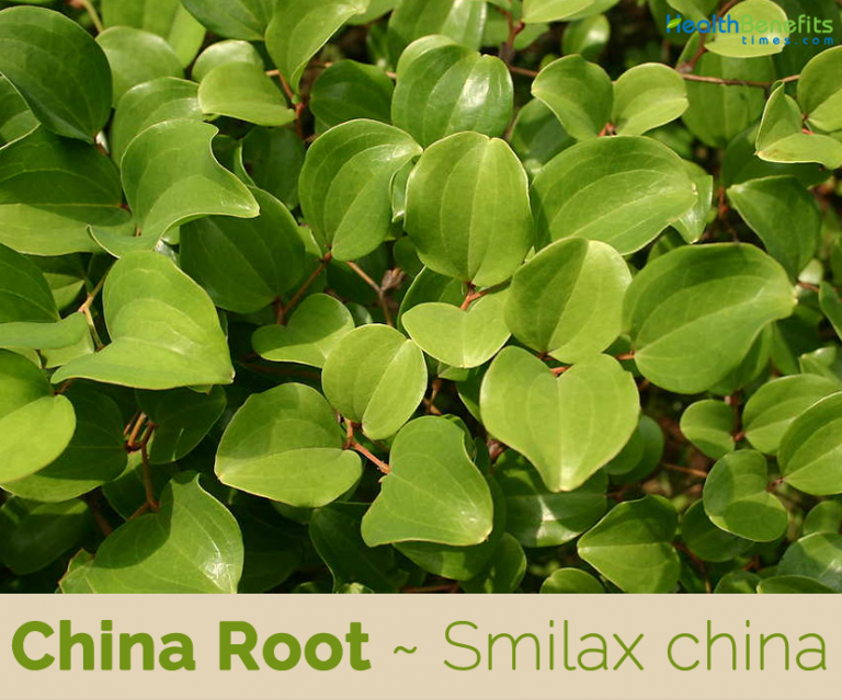 china-root-facts-and-health-benefits