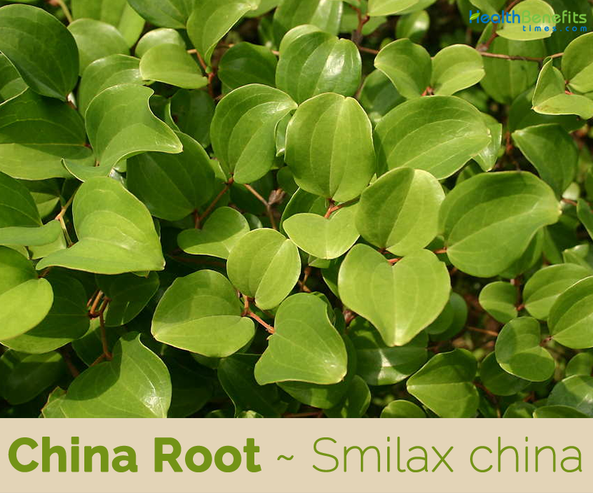 China Root Facts And Health Benefits