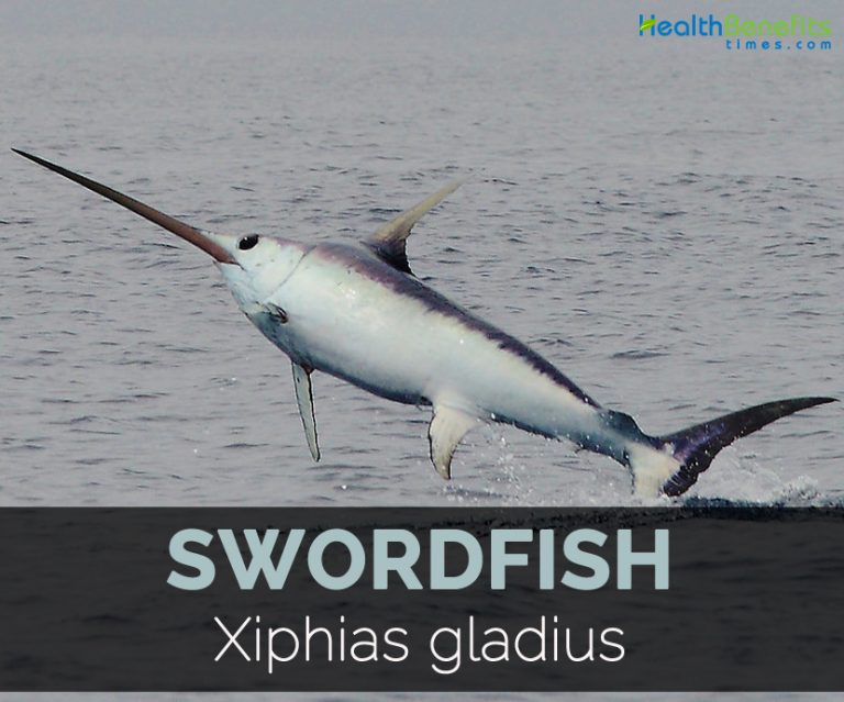 Swordfish Facts, Health Benefits And Nutritional Value