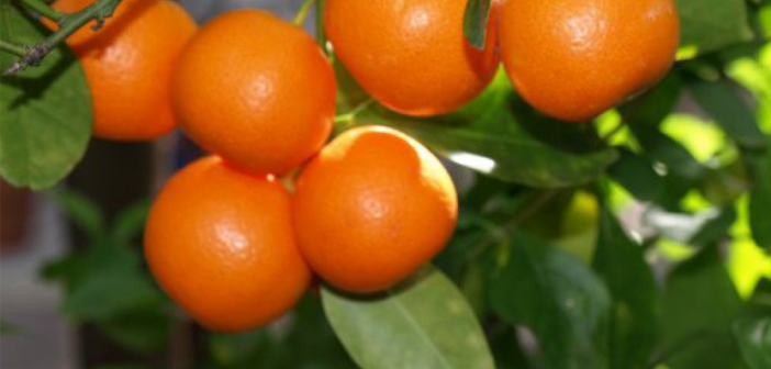 Calamondin facts