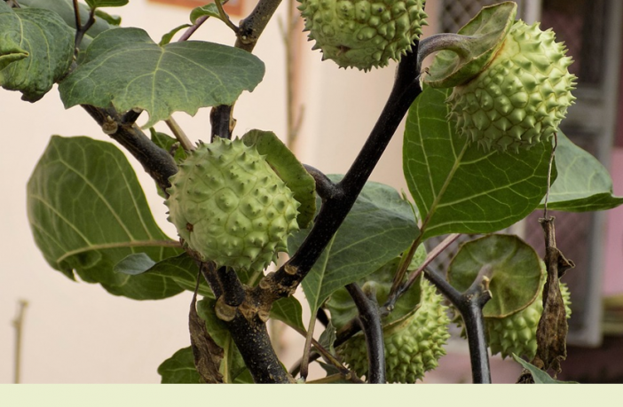 Thorn Apple Datura Facts And Health Benefits