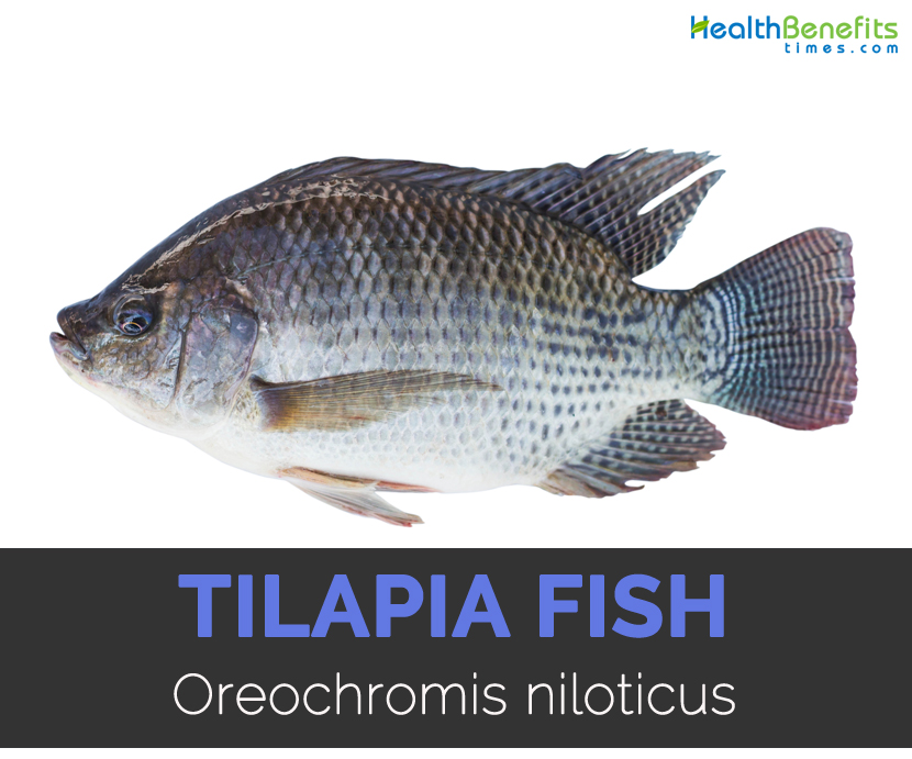 Tilapia Fish Facts Health Benefits And Nutritional Value