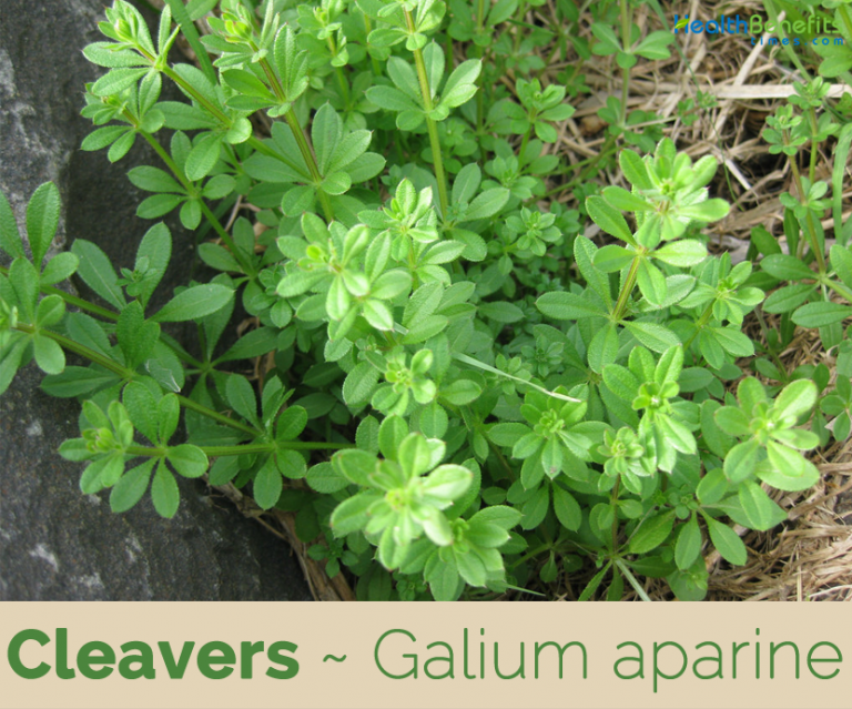 cleavers-facts-and-health-benefits-balanced-body