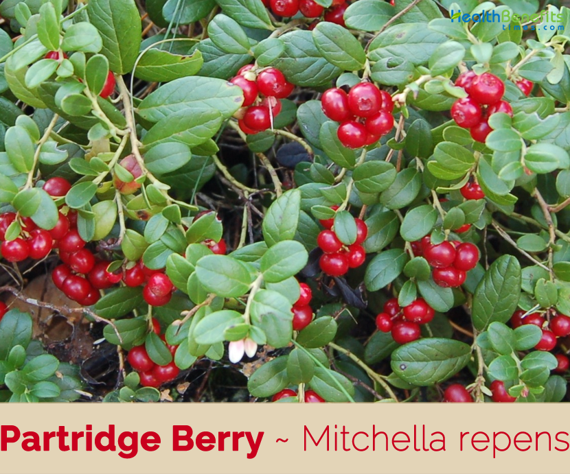 Partridge Berry Facts And Health Benefits