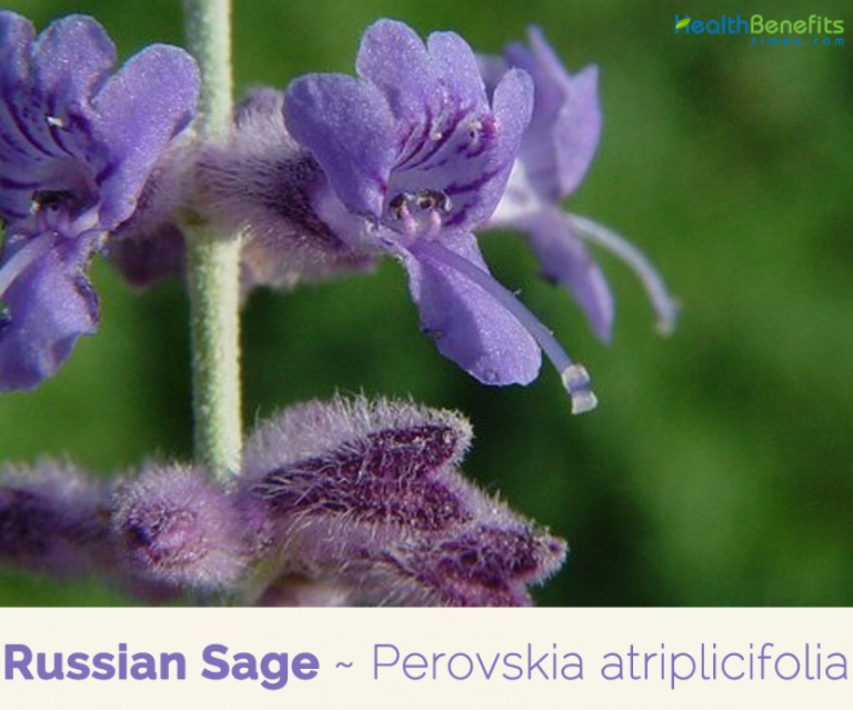 Russian Sage facts and health benefits