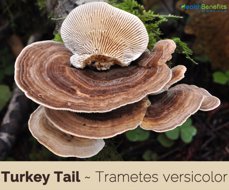 facts-and-benefits-of-turkey-tail-medicinal-mushroom-clinical