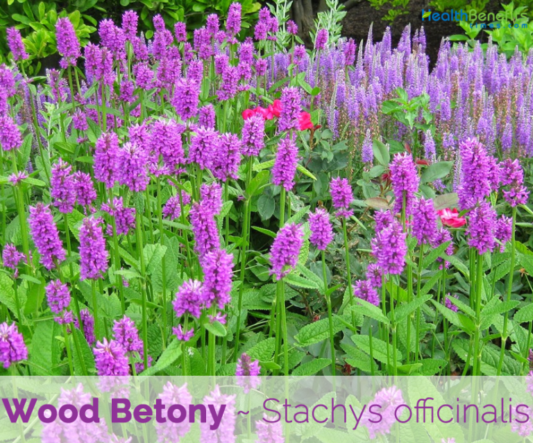 Wood Betony facts and health benefits