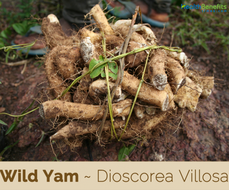 Wild Yam Facts And Health Benefits
