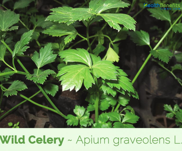 Wild Celery Uses