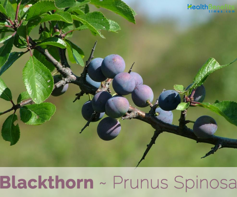 Blackthorn facts and health benefits