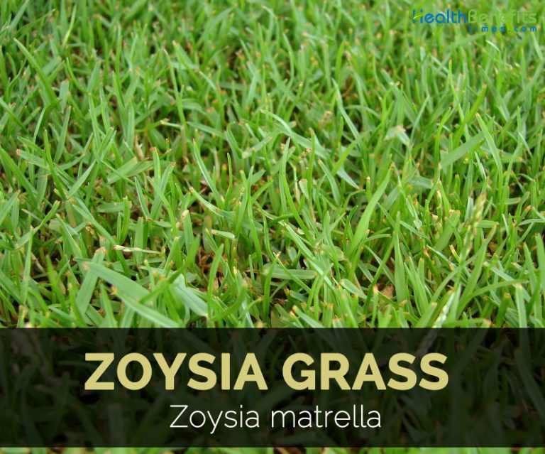 Zoysia Grass Facts