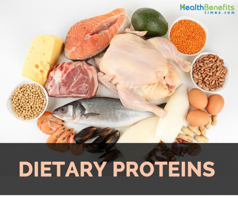 What are the Dietary Proteins?