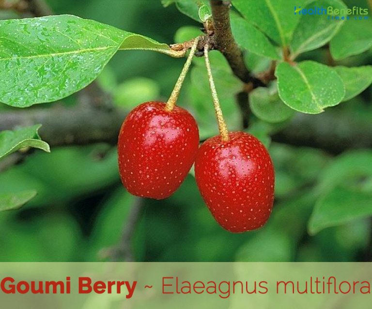 Goumi Berry facts and health benefits