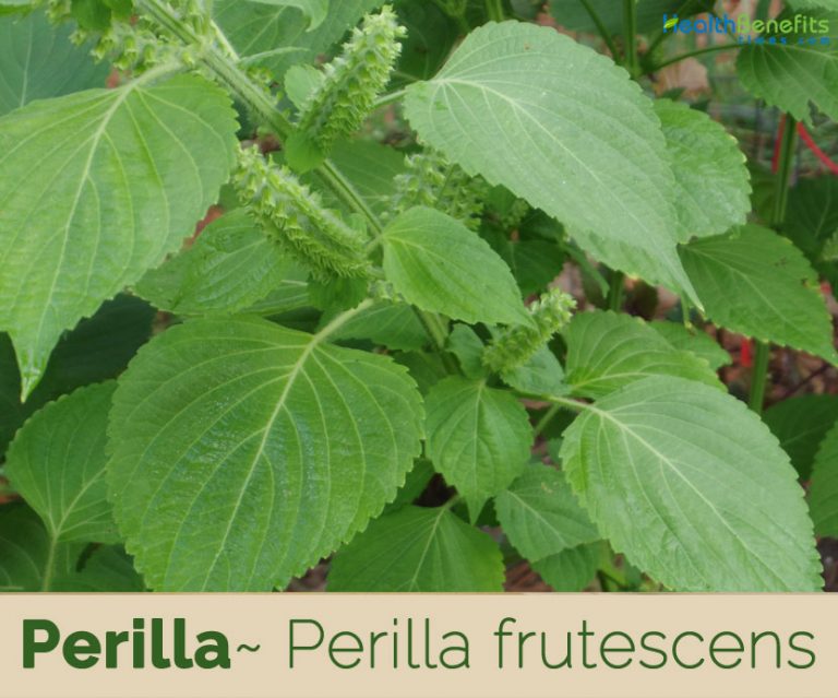 perilla-facts-and-health-benefits