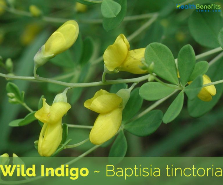 wild-indigo-facts-and-health-benefits