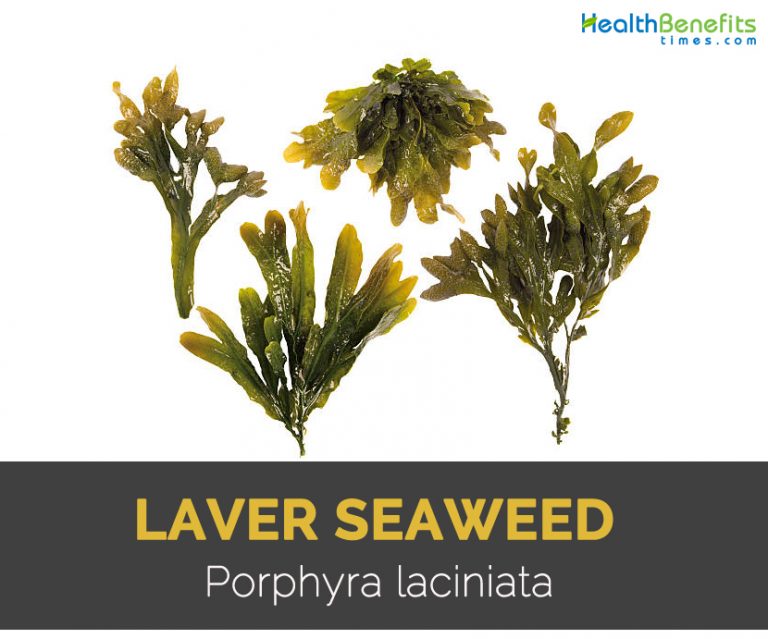 Laver Seaweed Facts, Health Benefits and Nutritional Value