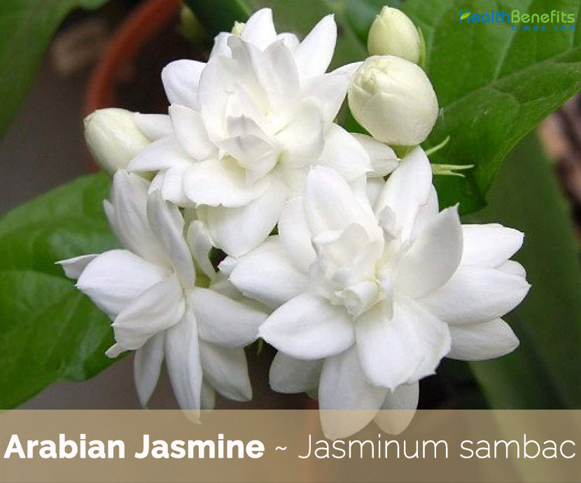 Arabian Jasmine facts and health benefits