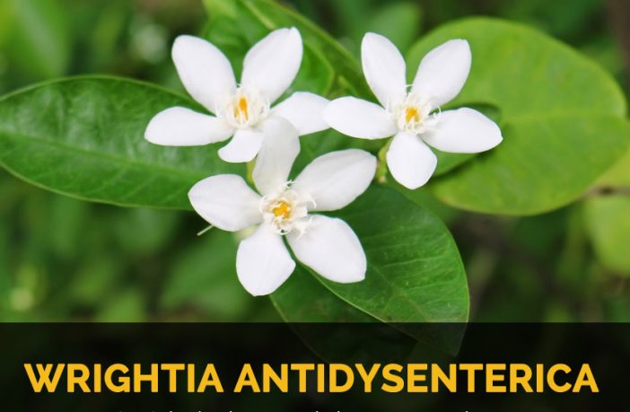 Wrightia Antidysenterica Facts And Uses