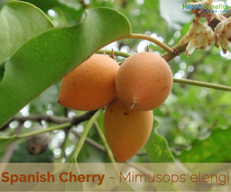 Spanish Cherry facts and health benefits