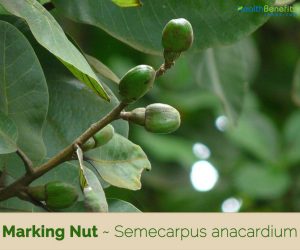 Marking Nut facts and health benefits